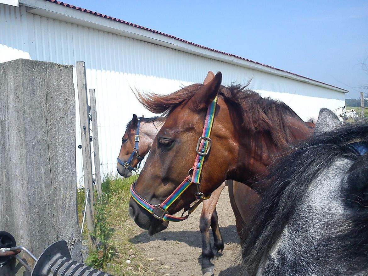 Anden særlig race Siegårds Achilleus - Super Hero! billede 13