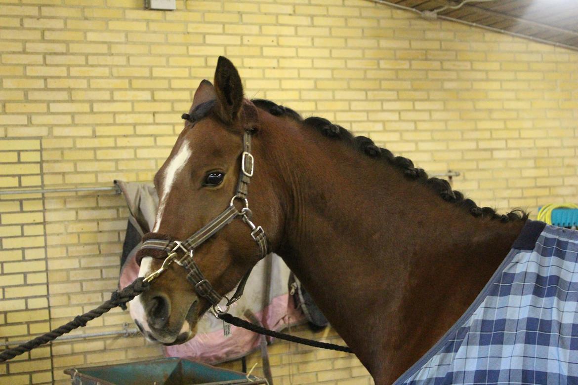 DSP Haahr`s Dumbledore billede 16