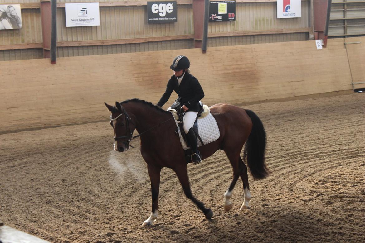 DSP Haahr`s Dumbledore billede 17