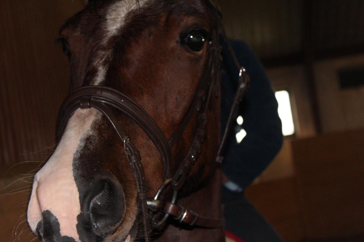 DSP Haahr`s Dumbledore billede 19