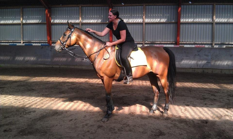 Fuldblod (XX) Tripoli billede 4