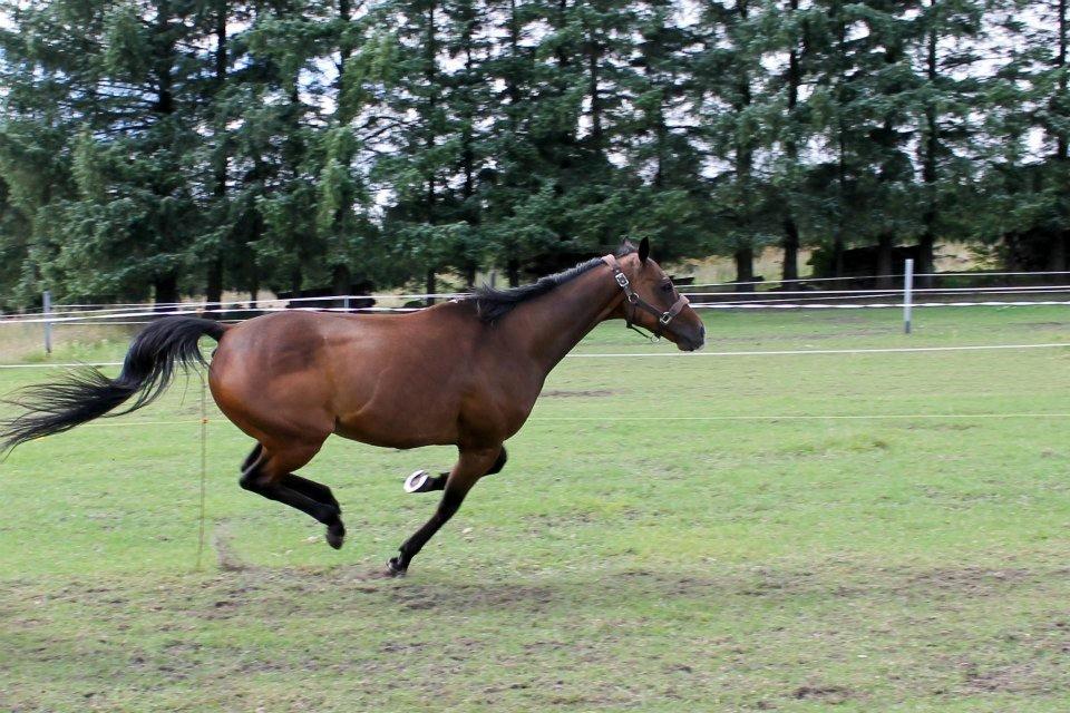 Fuldblod (XX) Tripoli - Ja galop hest er man vel altid :-) billede 6