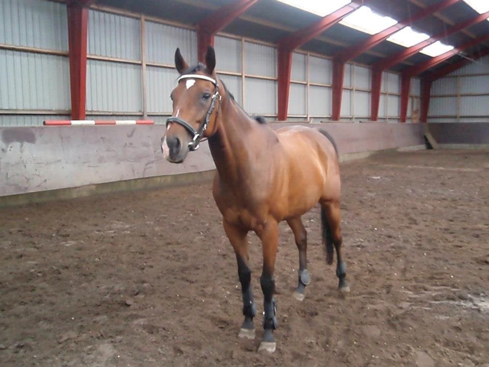 Fuldblod (XX) Tripoli billede 8