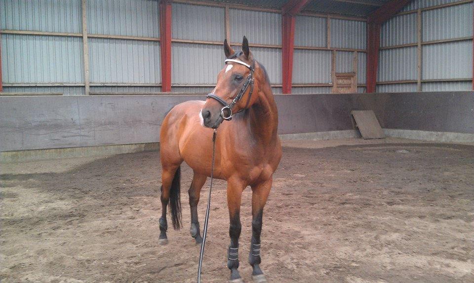 Fuldblod (XX) Tripoli - En af vores første dage sammen. billede 1