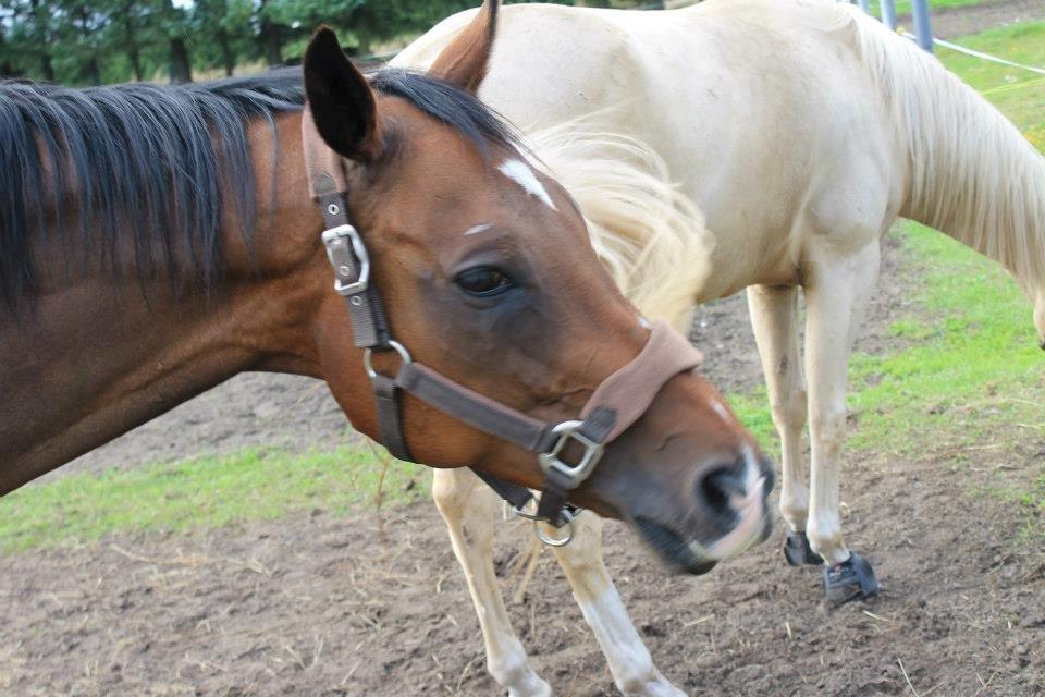 Fuldblod (XX) Tripoli - Så dejlig billede 12