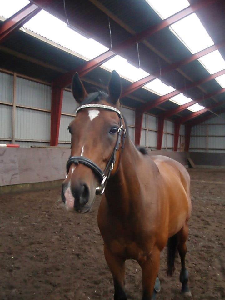 Fuldblod (XX) Tripoli billede 14