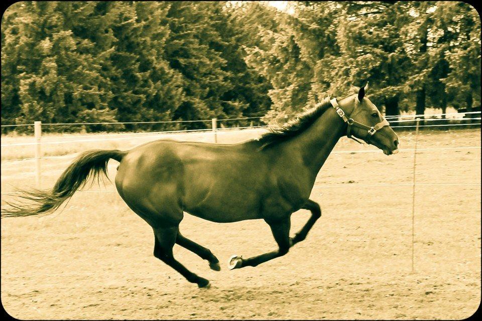 Fuldblod (XX) Tripoli billede 16