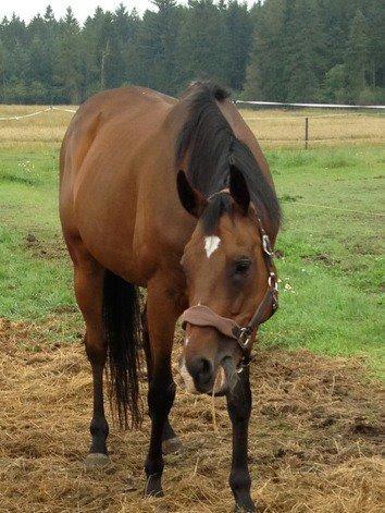 Fuldblod (XX) Tripoli - Mmmmm mad :-) billede 17