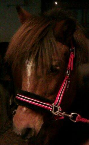 Anden særlig race Felix billede 6