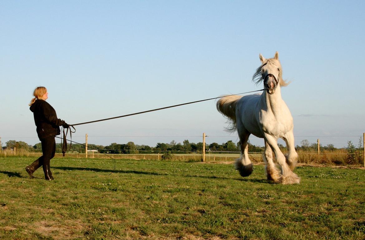 Drumhorse King Ixion Ilusive Ice - DRUM CERTIFIKAT billede 3