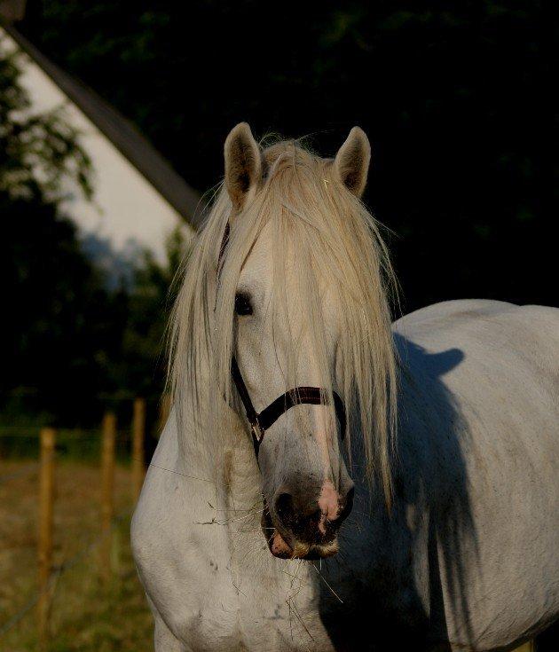 Drumhorse King Ixion Ilusive Ice - DRUM CERTIFIKAT billede 7