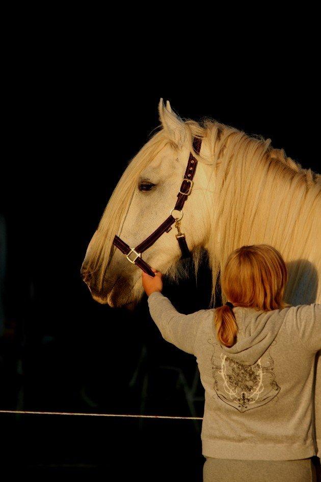 Drumhorse King Ixion Ilusive Ice - DRUM CERTIFIKAT billede 13