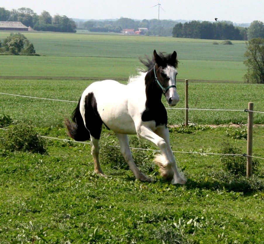 Drumhorse Sir Axwell Ashton Ace - Registeret i EU stambogen billede 4