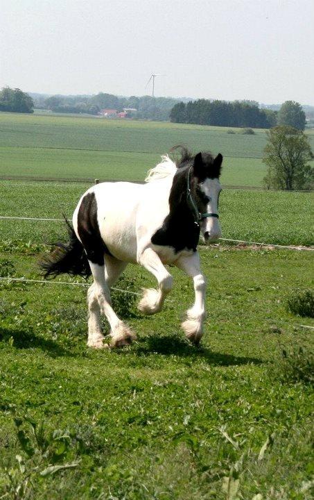 Drumhorse Sir Axwell Ashton Ace - Registeret i EU stambogen billede 5