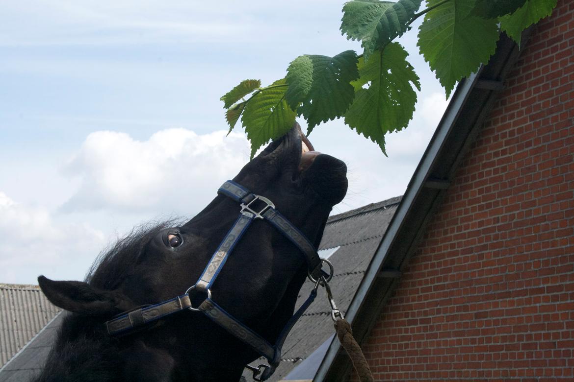 Anden særlig race Felix - Juli 2012 billede 14