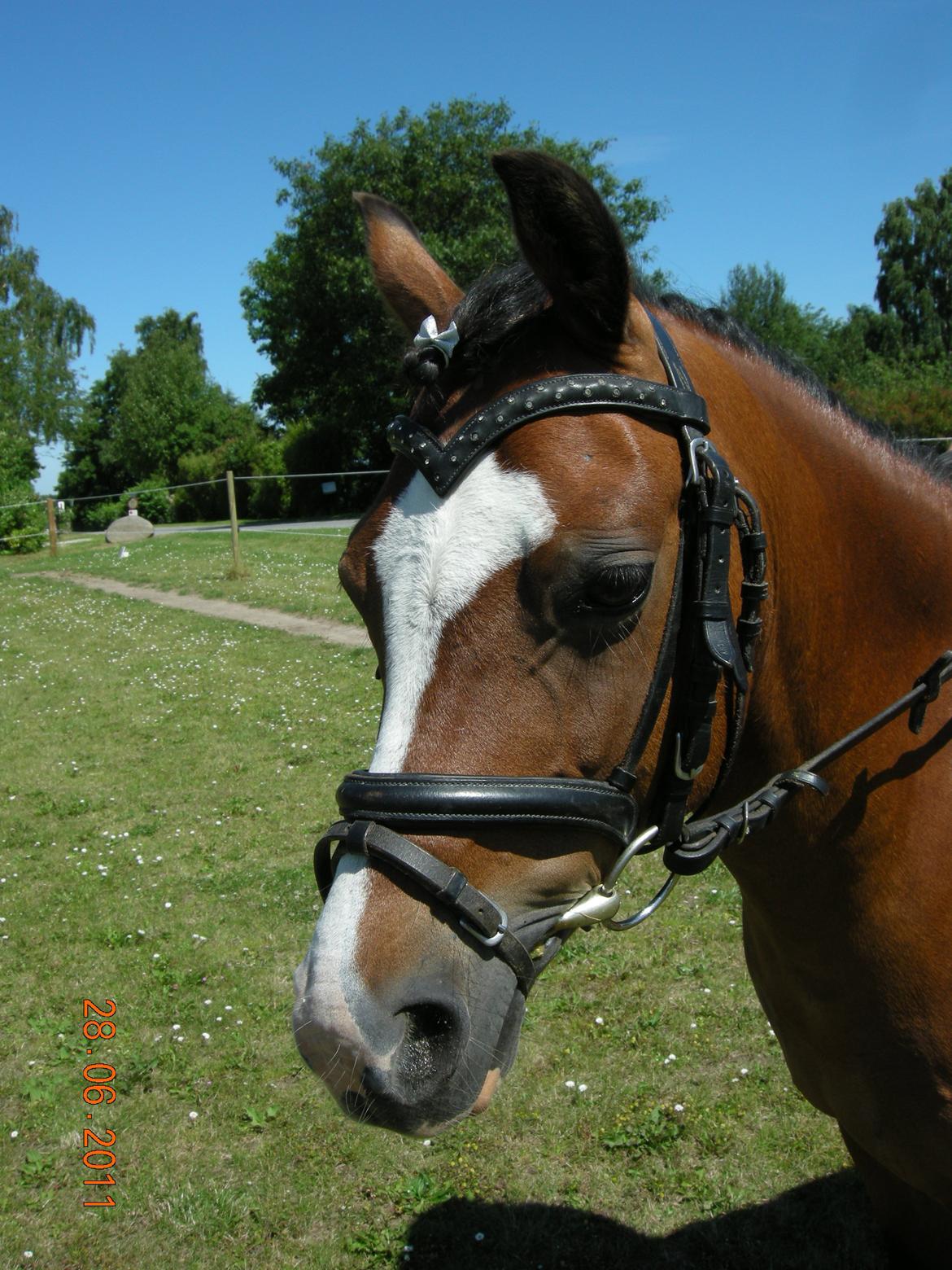 Welsh Pony (sec B) Rakt's Britney solgt - er jeg ik fin billede 15