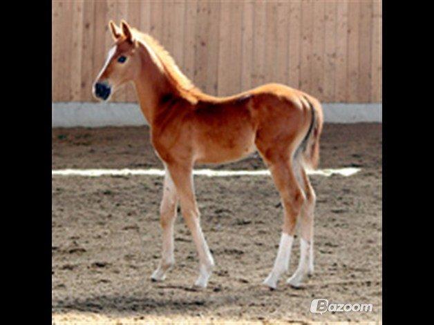 Dansk Varmblod Lovely Boy  billede 9