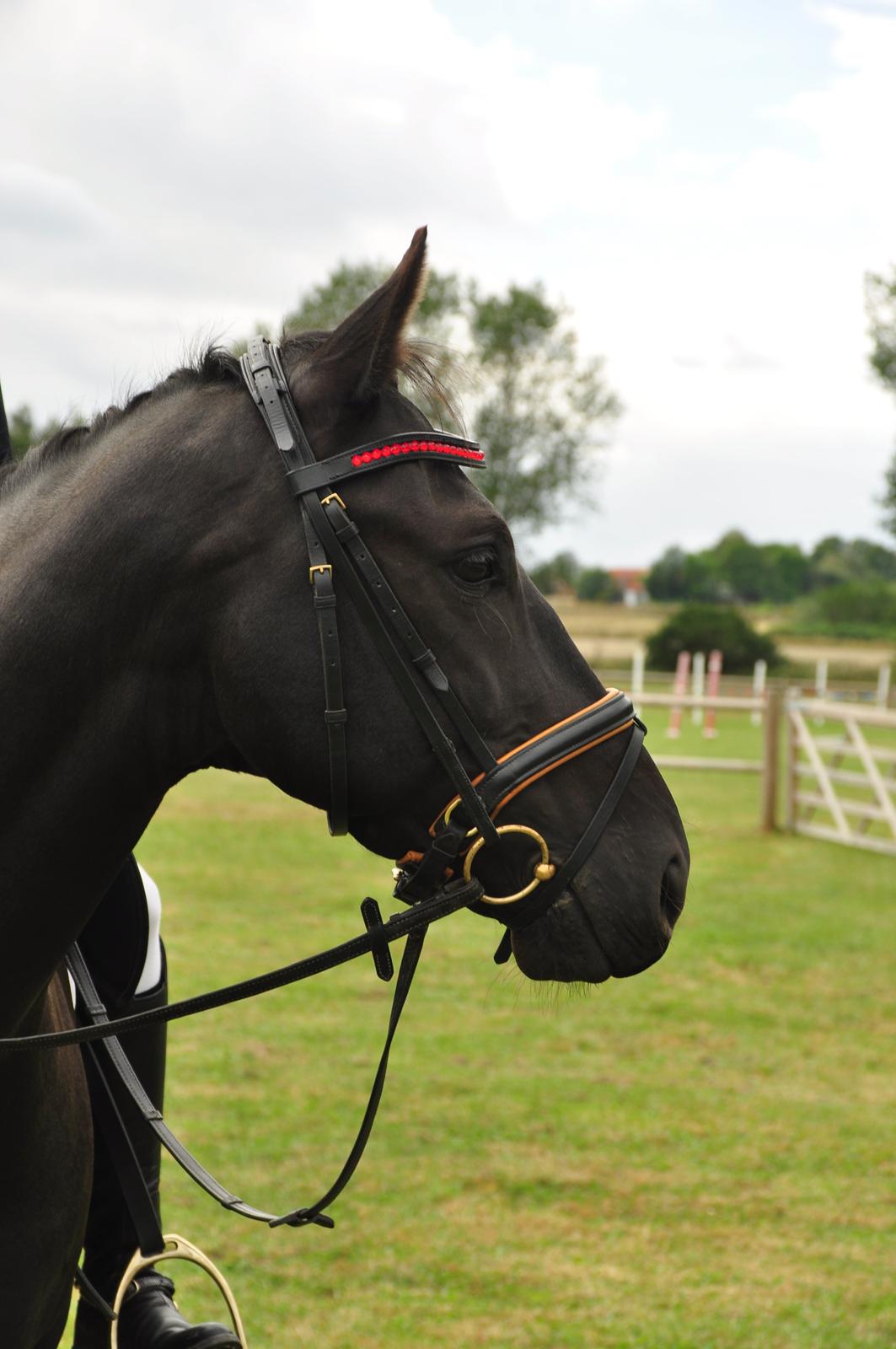 Oldenborg Sigersholmgårds Firano - 8/9-2012 smukke dreng!! <3 Foto: Simone Risholt billede 2