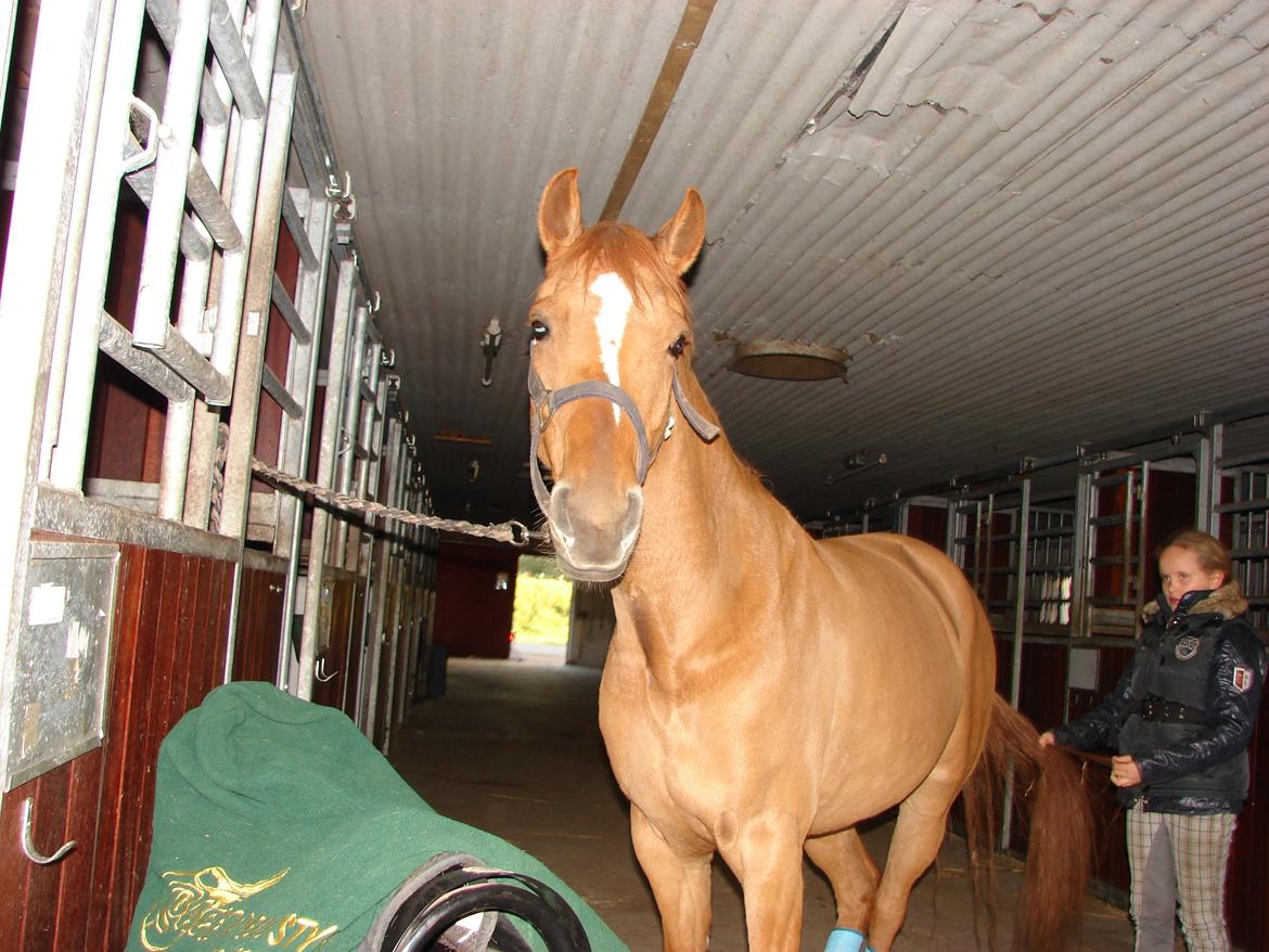 Anden særlig race Magic Zoe Si billede 1