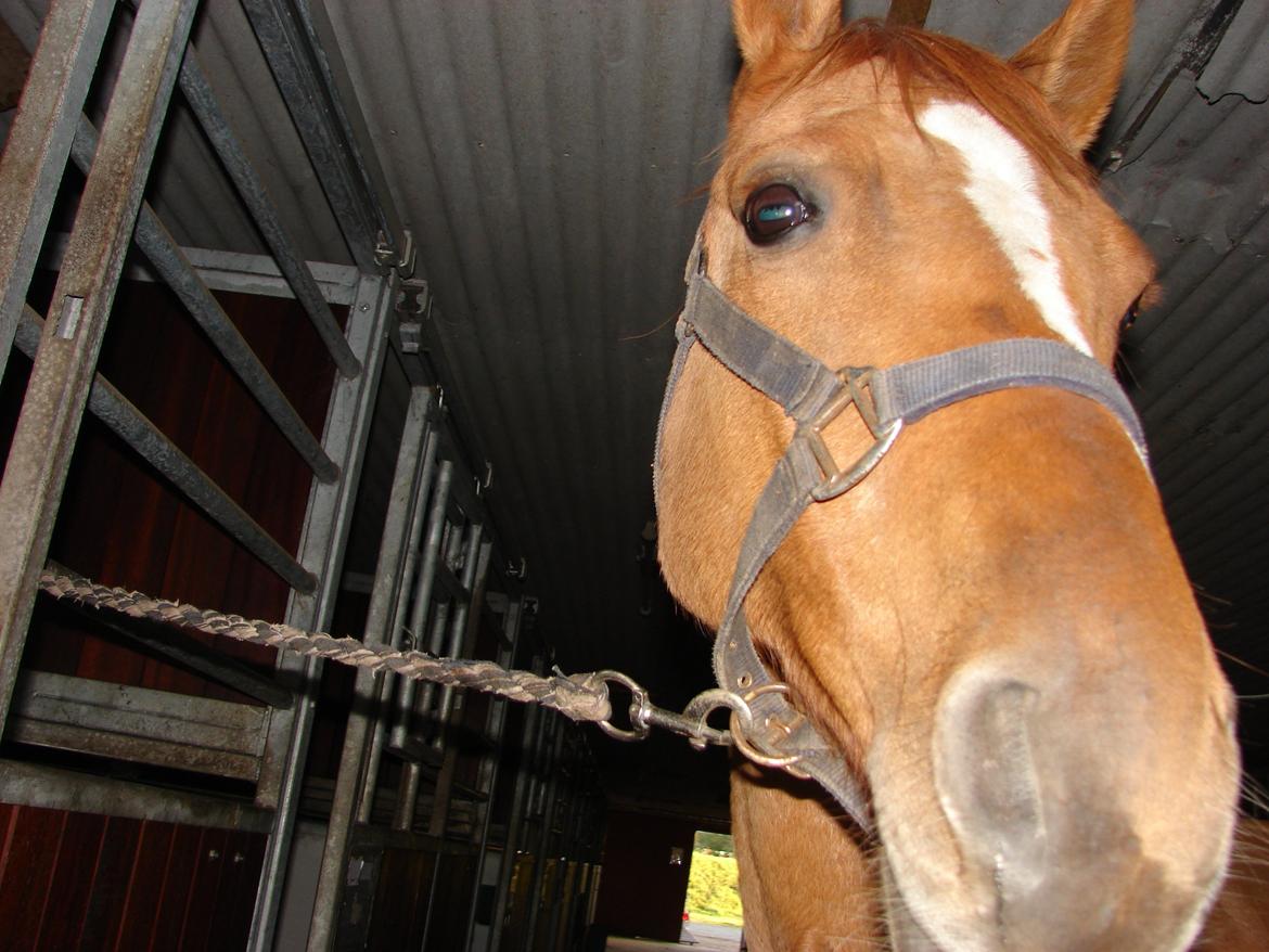 Anden særlig race Magic Zoe Si billede 2