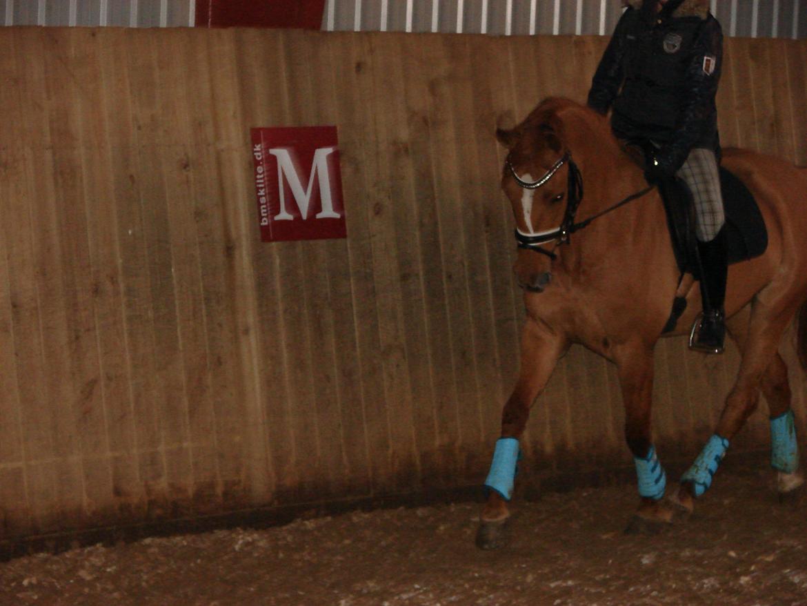 Anden særlig race Magic Zoe Si billede 8