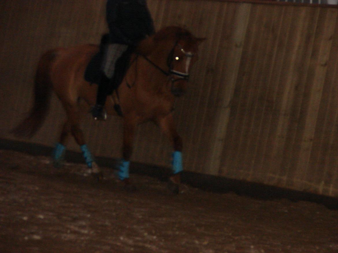 Anden særlig race Magic Zoe Si billede 11