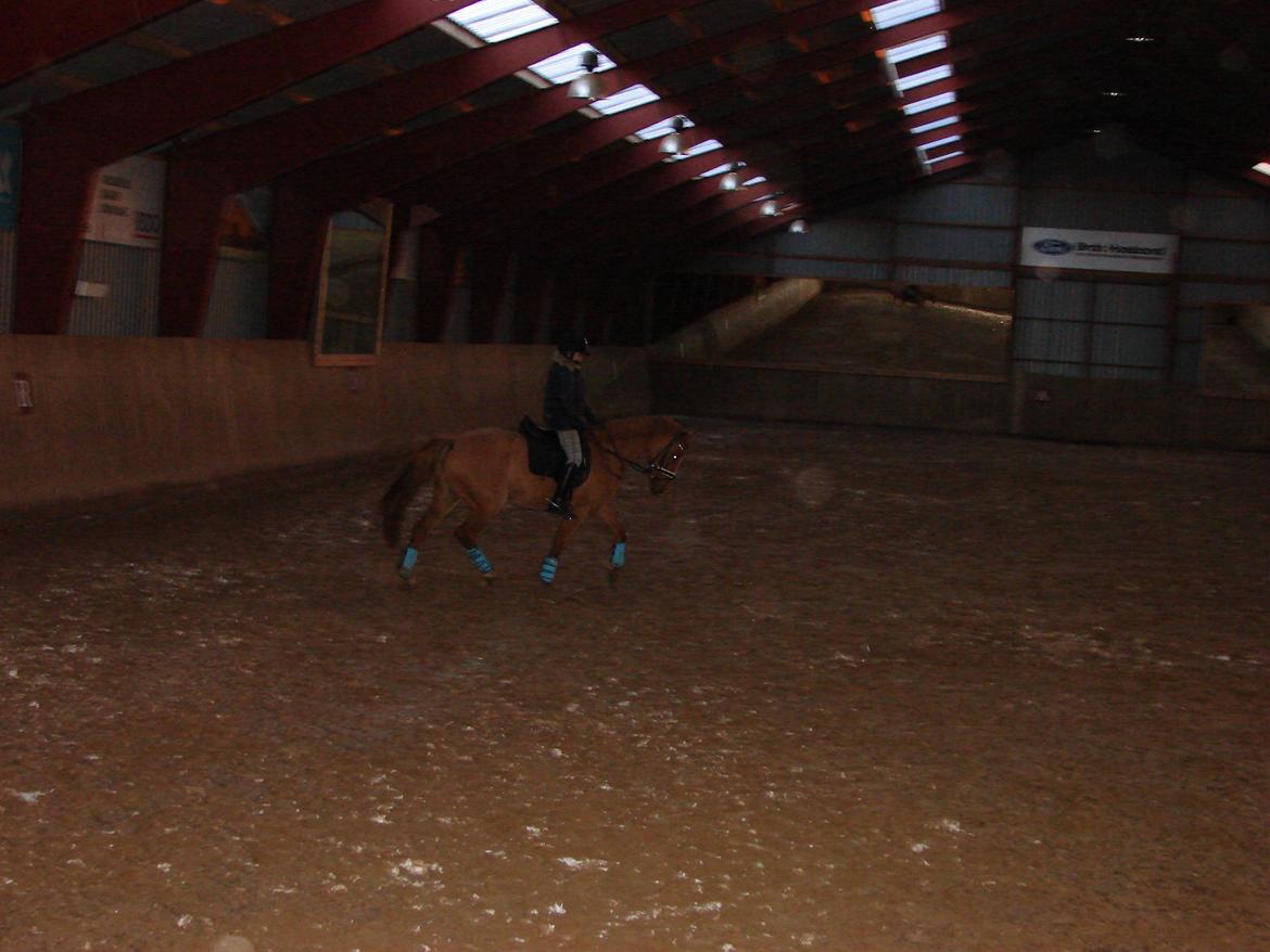 Anden særlig race Magic Zoe Si billede 12