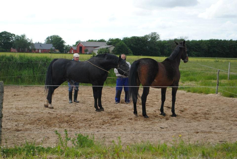 Oldenborg Lillegårdens Ami billede 17