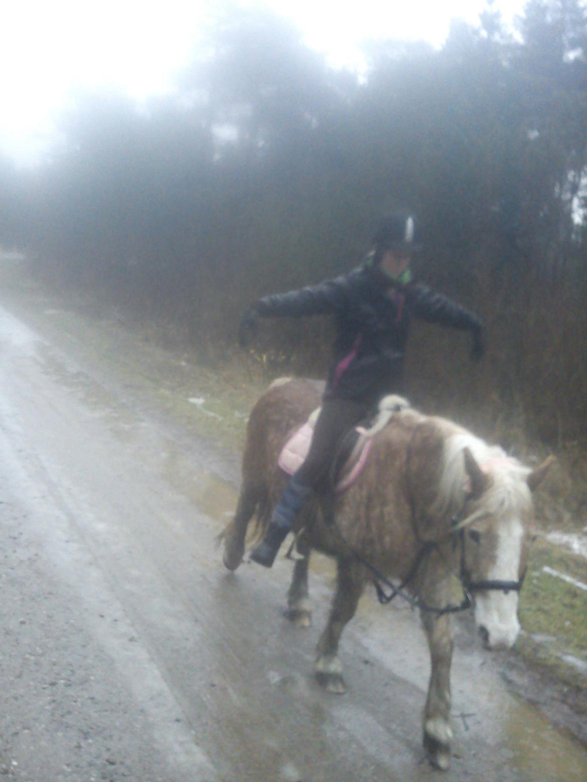 Haflinger Tulle [Solgt] - Regnvejrs tur!<3 Vinterferien 2012 billede 15