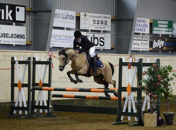Anden særlig race Shanon B-pony - MB nul fejl i Herning
6. plads billede 17