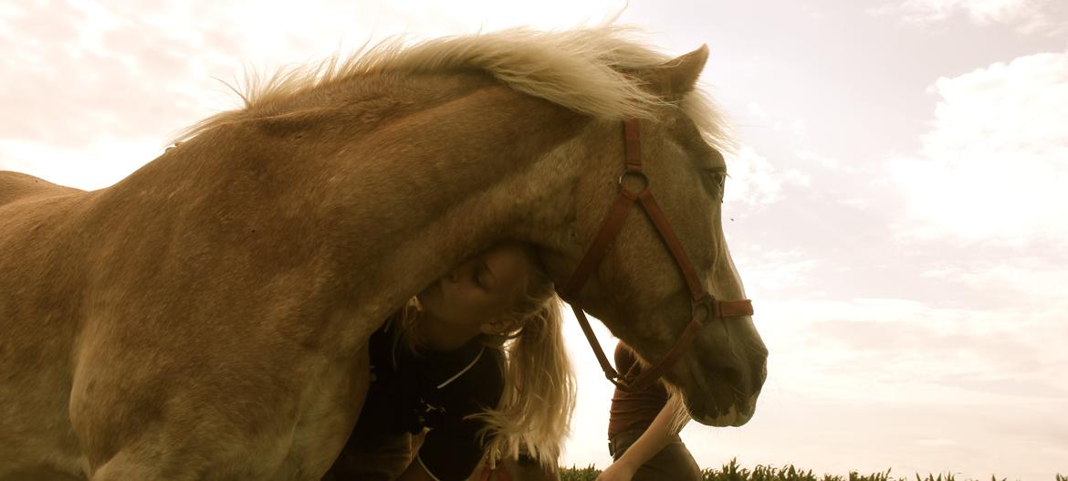 Haflinger Tulle [Solgt] - Jeg ser skønheden i dine øjne:-* Sommerferie 2012 billede 4