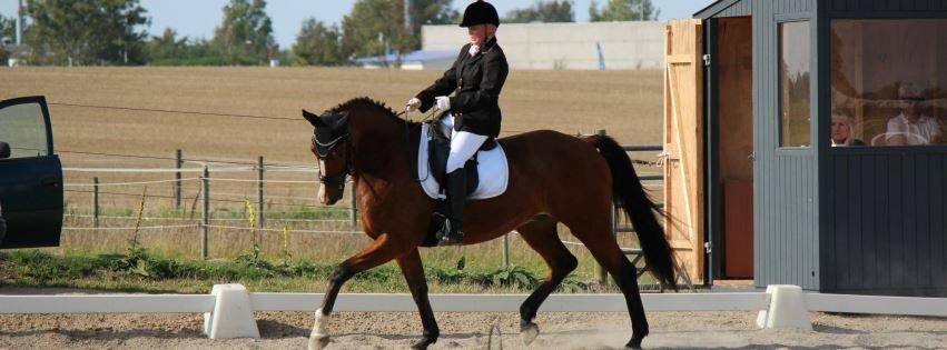 Trakehner pepper billede 2