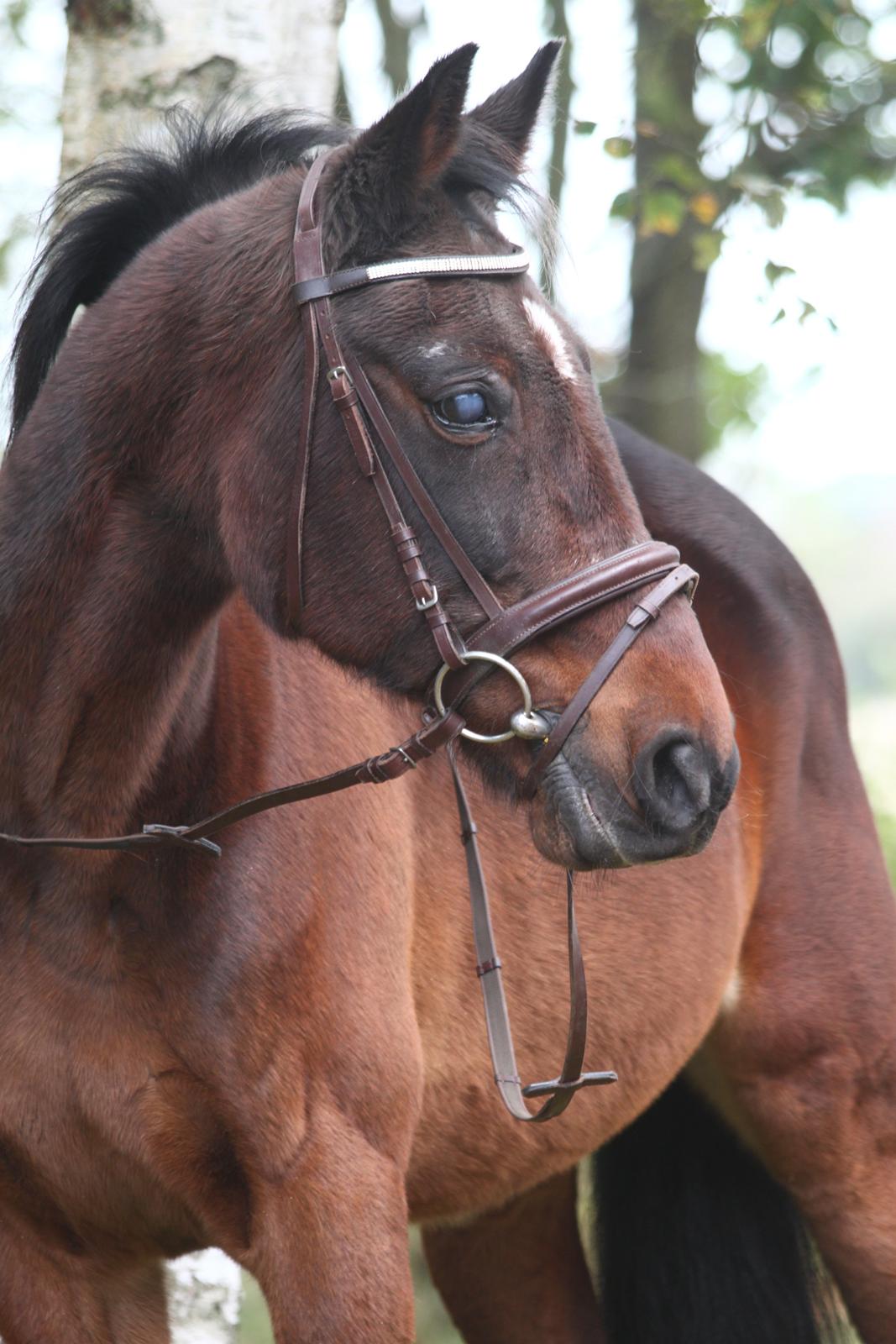 Traver Amadeo *R.I.P* - Velkommen til Amadeos profil - Jeg har fået taget en masse billeder af Fotana foto billede 1