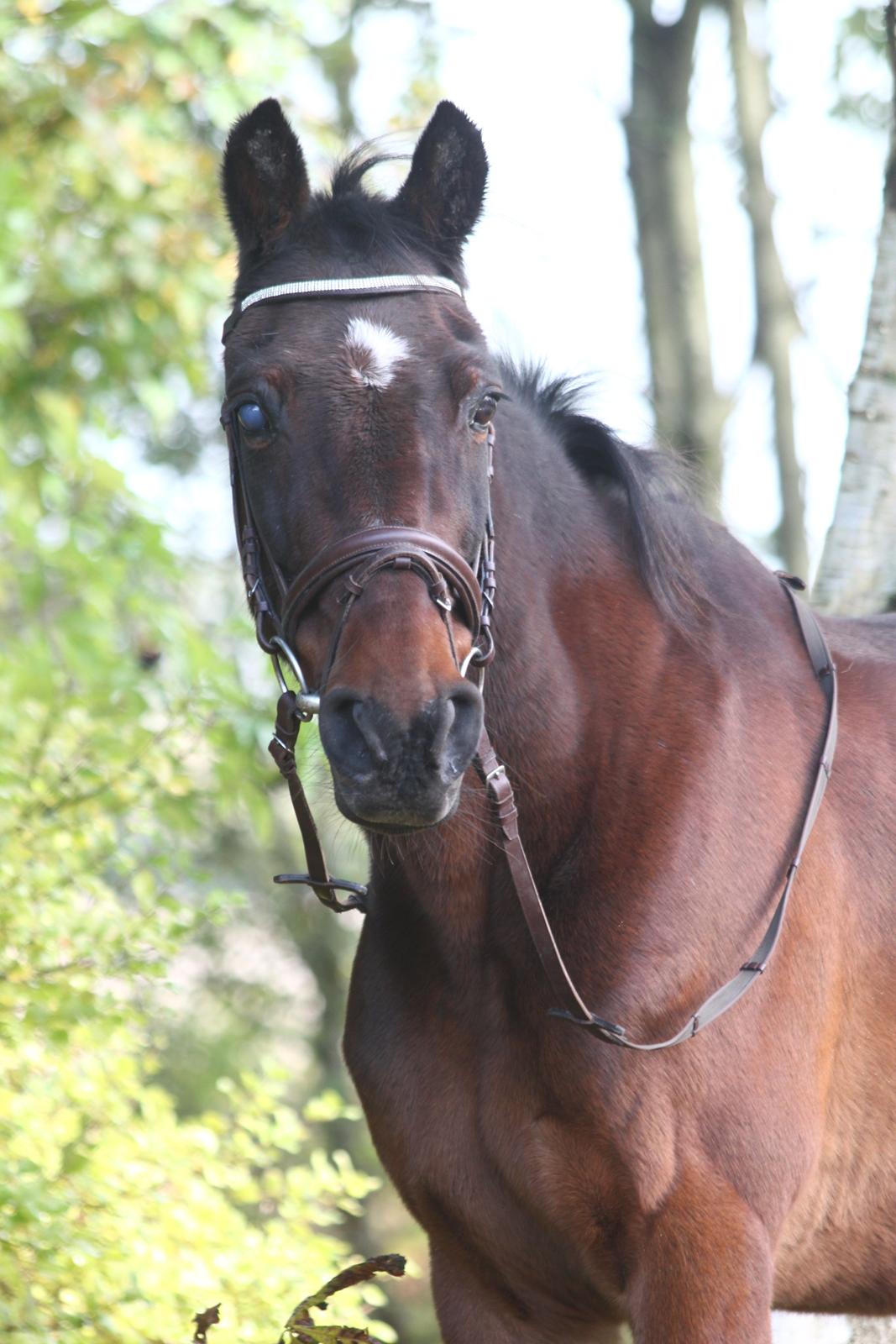 Traver Amadeo *R.I.P* billede 8