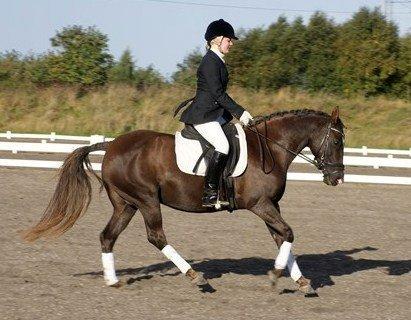 DSP Dutchy M - Dutchy og jeg til championat på lykkeshøj. September 2012. billede 4