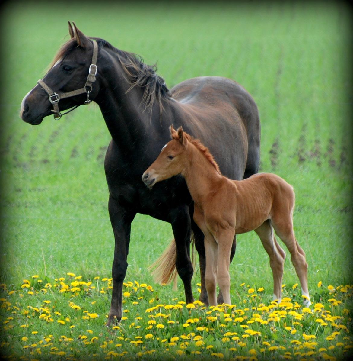 DSP Dutchy M - Dutchy med hendes føl Enzo. Dagen efter han blev født. Maj 2012. billede 2
