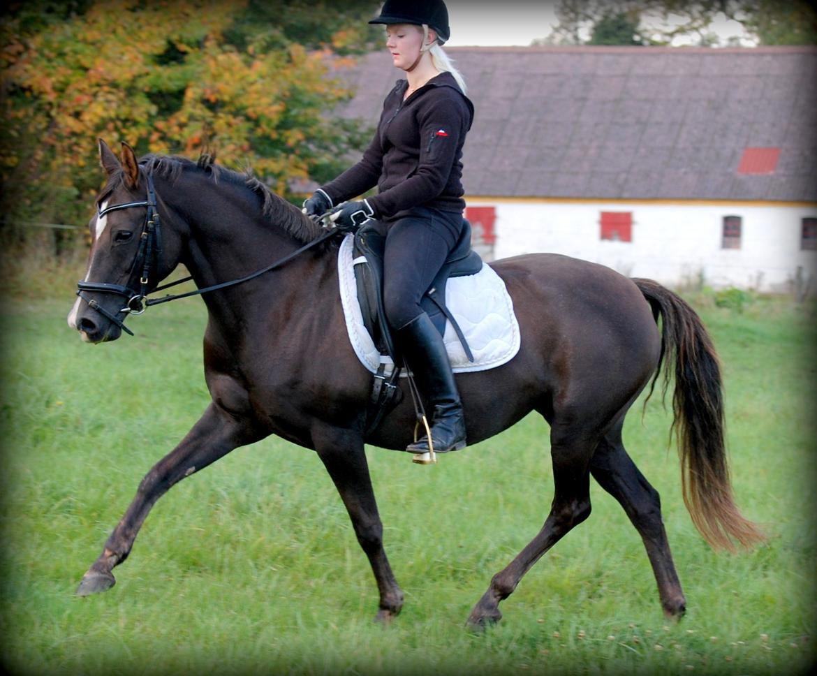 DSP Dutchy M - Træning oktober 2012 billede 12