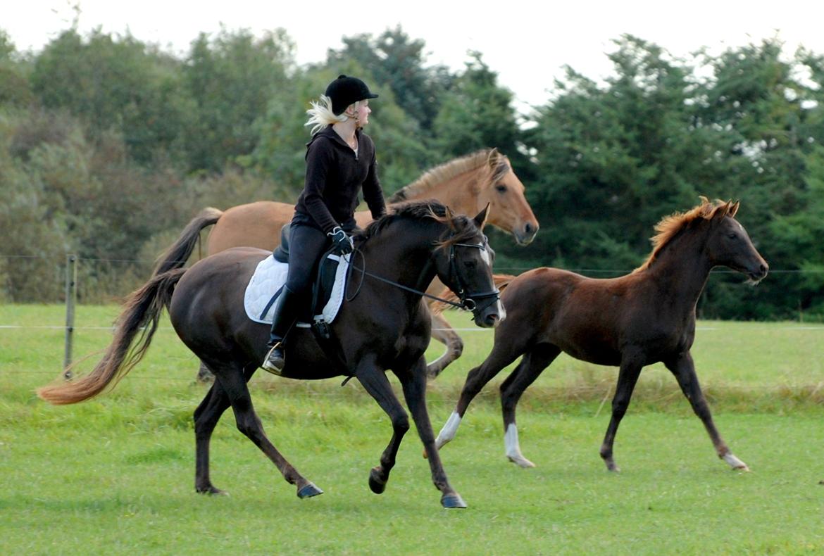 DSP Dutchy M - Træning oktober 2012.
Dutchy's føl Enzo fra maj 2012, løber ved siden :) billede 13