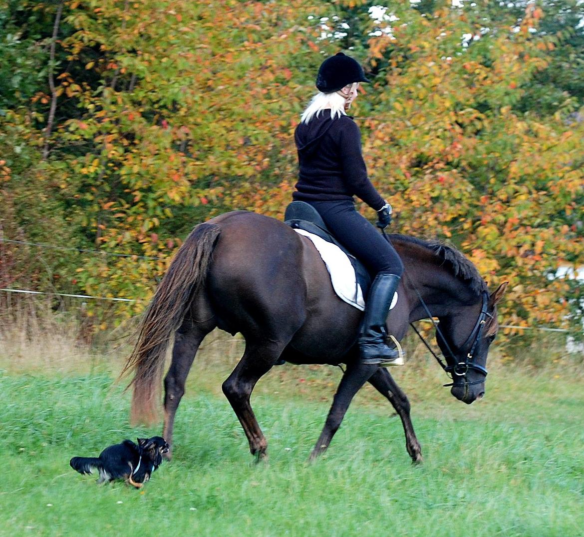 DSP Dutchy M - Træning oktober 2012.
Min bette hund elsker bare at løber rundt efter Dutchy ;) billede 14