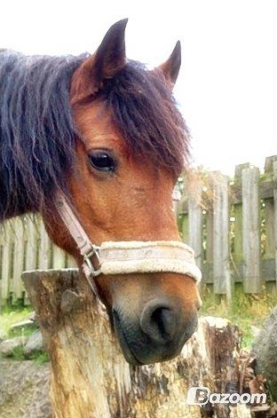 New Forest Tequila Sunrise - Min smukke stjerne!<3 billede 4