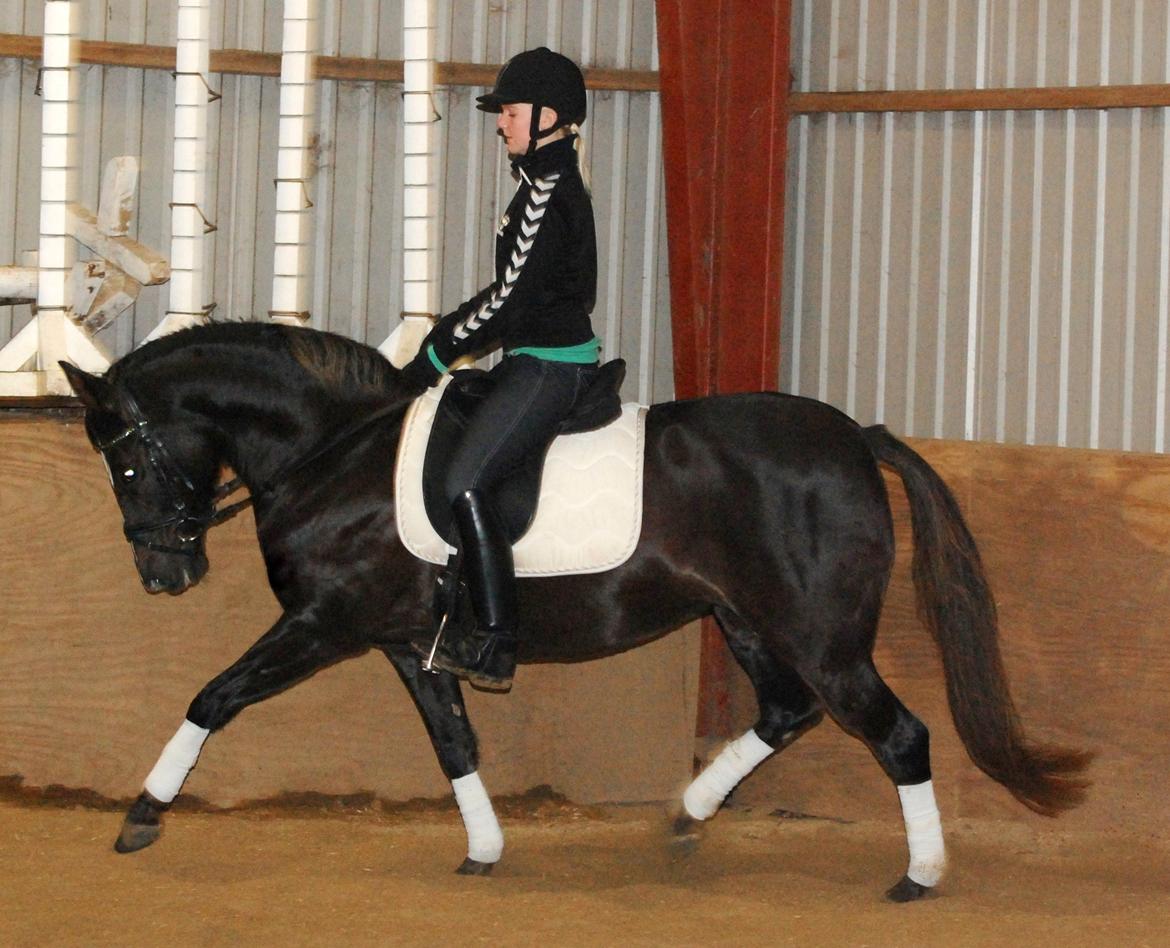 DSP Dutchy M - Tilbage i 2009 da jeg red hende lidt :) billede 15