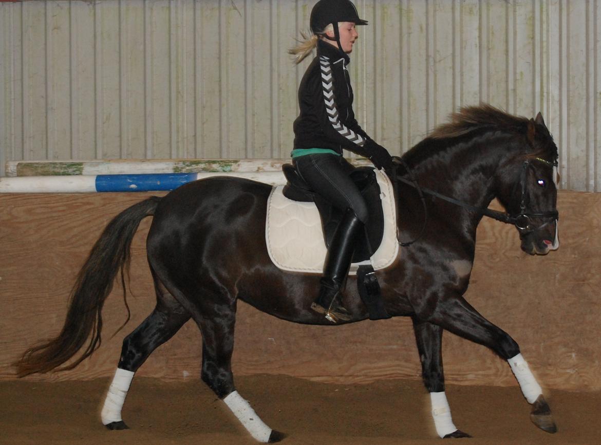 DSP Dutchy M - Tilbage i 2009 da jeg red hende lidt :) billede 16