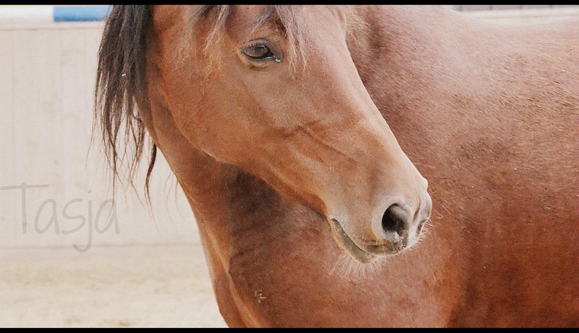 Anden særlig race TASJA - Tasja. <3 
- d. 7 oktober 2012. løs i ridehuset for første gang!  billede 17