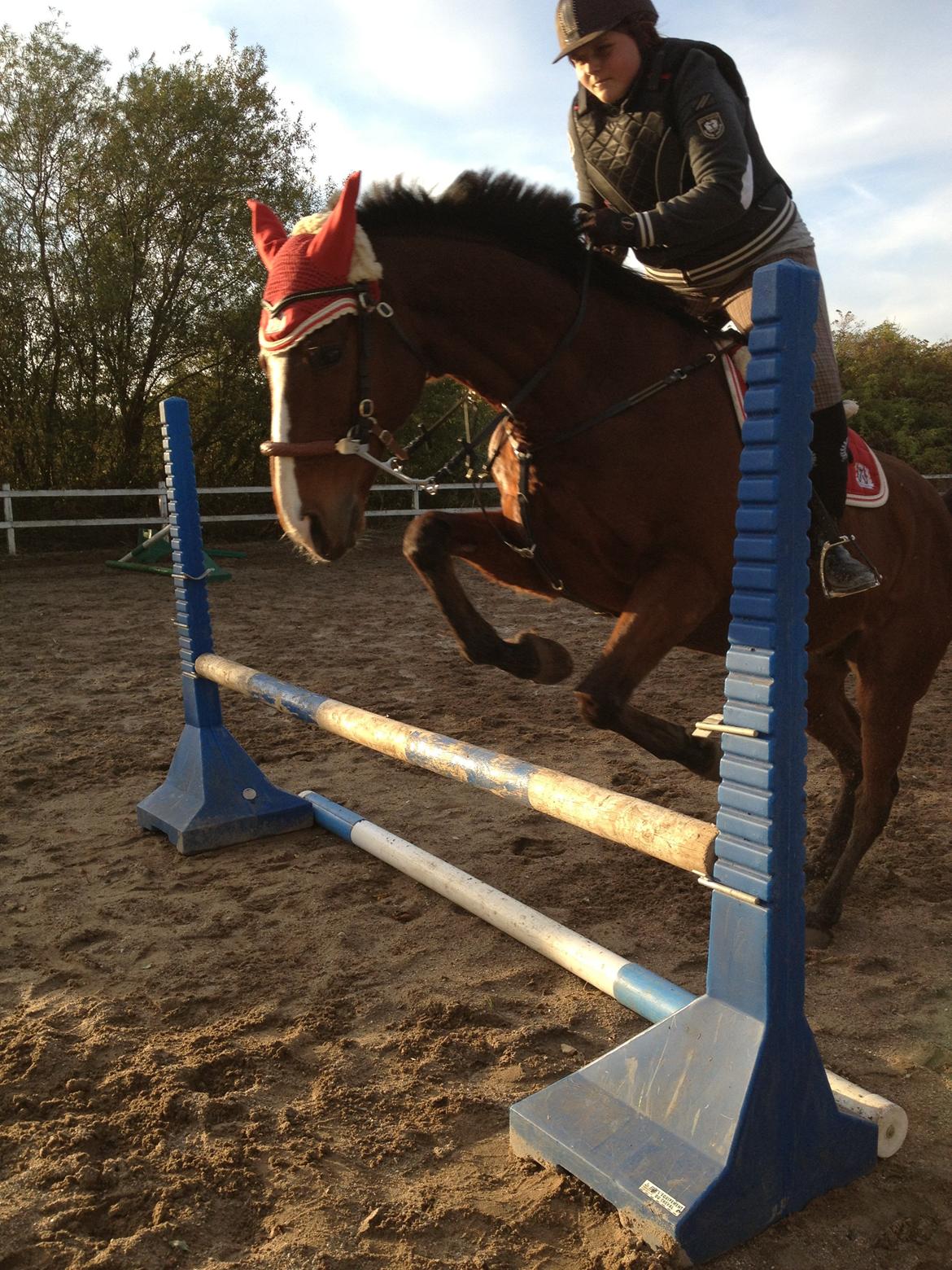 Fuldblod (XX) Flyin Dane (Fabian) - 65cm billede 7