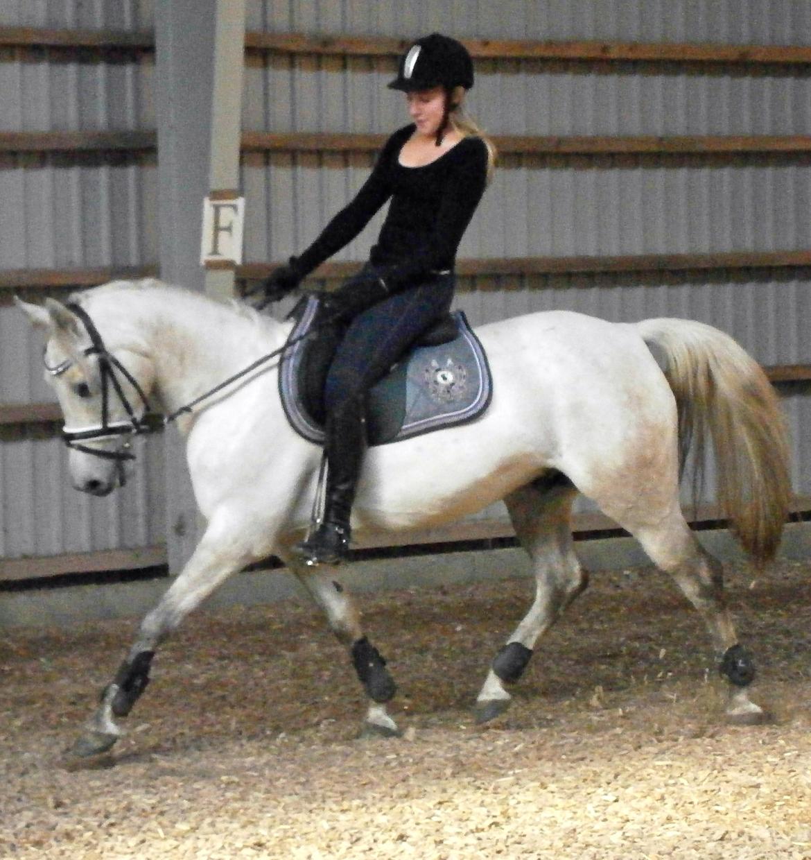 Anden særlig race Dundee<3 - så er vi i gang med dressur igen <3 billede 15