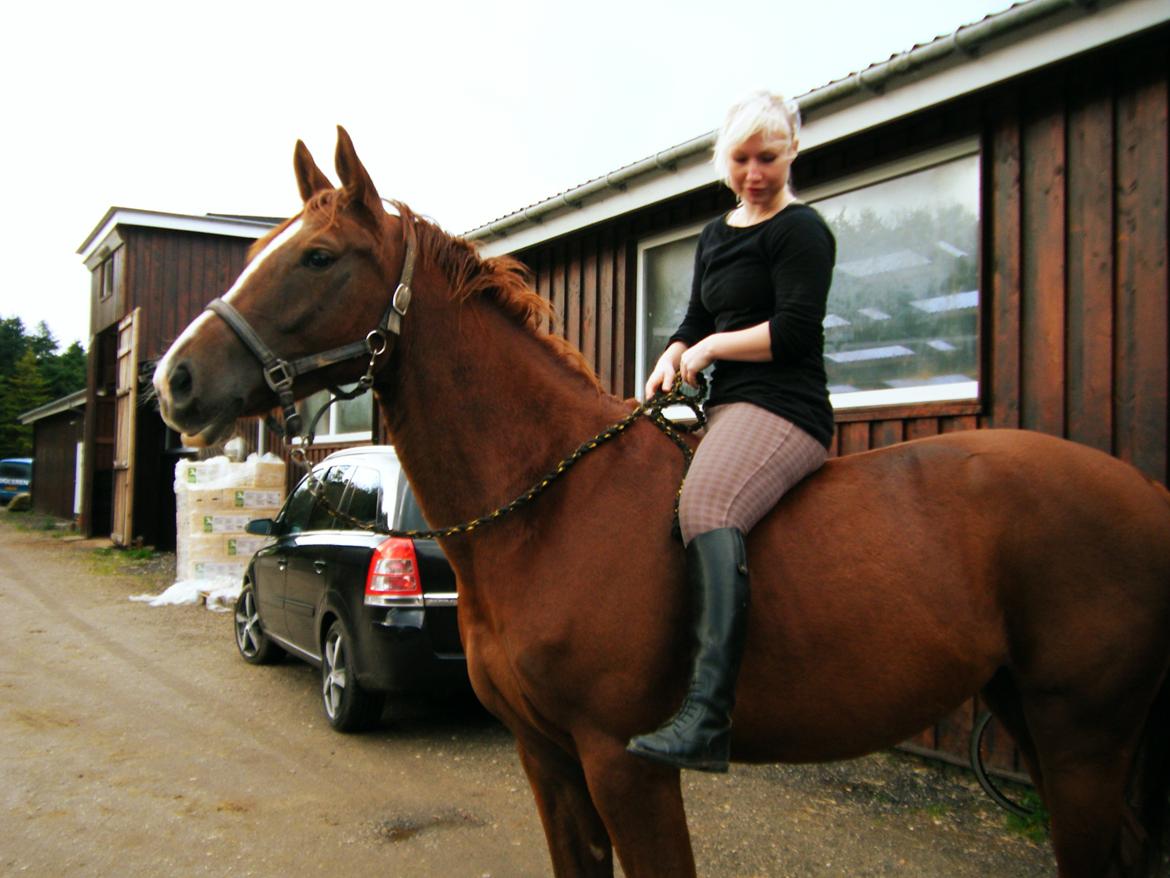 Dansk Varmblod Flike billede 14