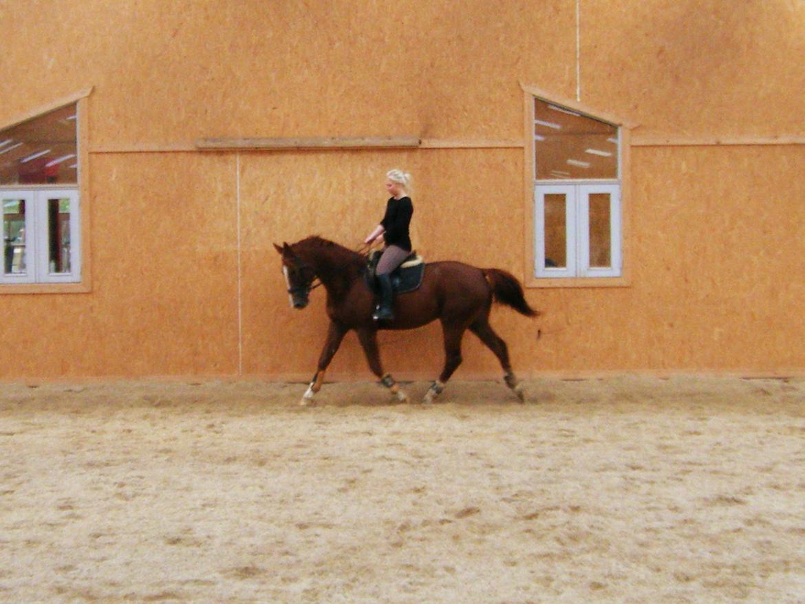 Dansk Varmblod Flike billede 15