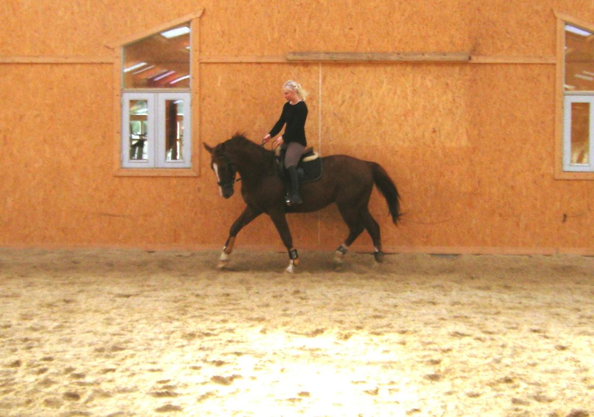 Dansk Varmblod Flike billede 16