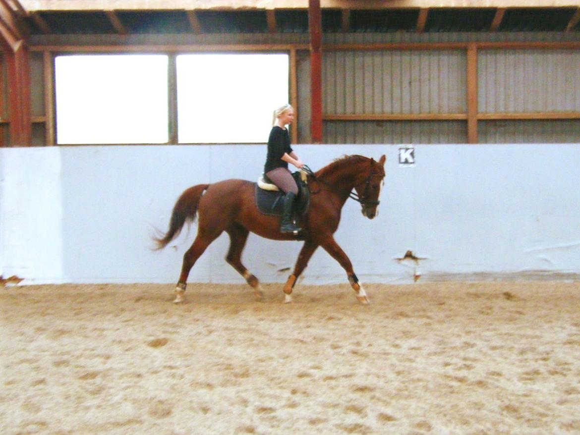 Dansk Varmblod Flike billede 17