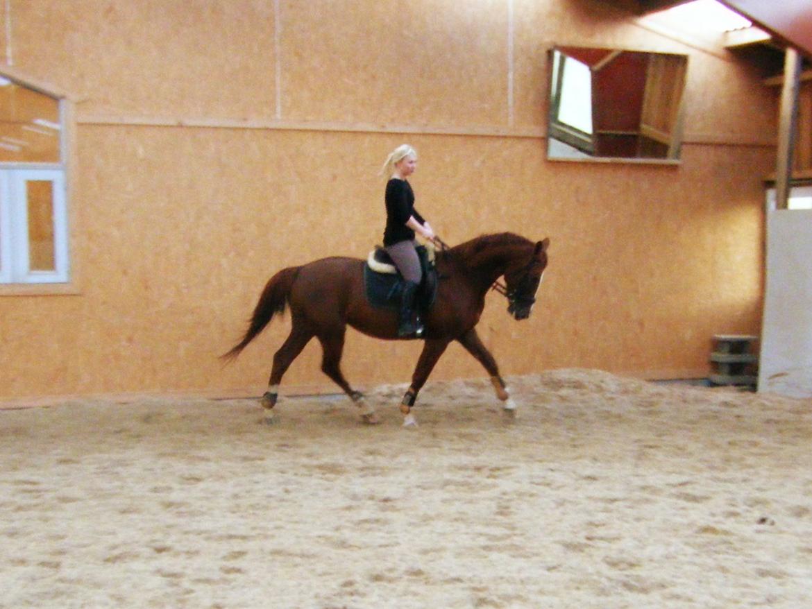 Dansk Varmblod Flike billede 18